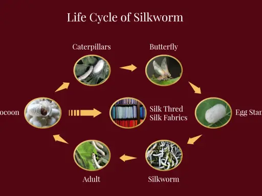 The life cycle of a silkworm, from egg to butterfly, leading to silk production and beautiful silk fabrics.