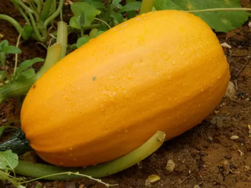 Courge spaghetti mûre, recouverte de gouttes de rosée, prête à être récoltée dans le potager.
