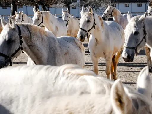 Eine Herde stolzer Lipizzaner in Slowenien, ihre weißen Mäntel glänzen in der Sonne.