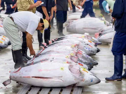 Mercato del pesce con file di tonni enormi, forse il tonno più grande mai pescato, pronti per la vendita.