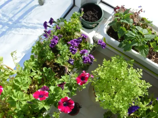 Blommor i krukor på en balkong utan tak. Solen lyser på snö utanför.