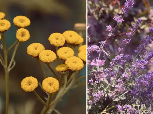 Gelbe Blüten (wahrscheinlich Rainfarn) und lila Blüten (wahrscheinlich Katzenminze) – welche Pflanzen vertreiben Zecken?