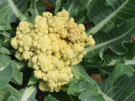 Gros plan sur un plant de brocolis aux feuilles vertes et à la tête florale jaune pâle, prête à être récoltée.