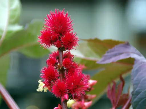 Grappe de fleurs rouges vives, ressemblant à un tourteau de ricin gamm vert, sur fond flou de feuilles vertes et pourpres.