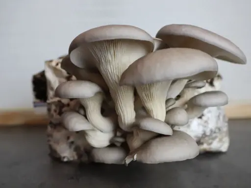 Gros plan sur une culture de pleurotes gris, prêts à être récoltés. Leurs chapeaux délicats et leurs lamelles blanches sont bien visibles.