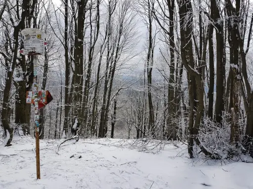 Zimowy las, szlak turystyczny i drogowskaz. W oddali widać panoramę, która przypomina **lackowa ściana płaczu**.