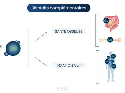 La vitamine K2 potentialise la D3 pour la santé osseuse : absorption du calcium, formation de l'os et fixation du calcium.