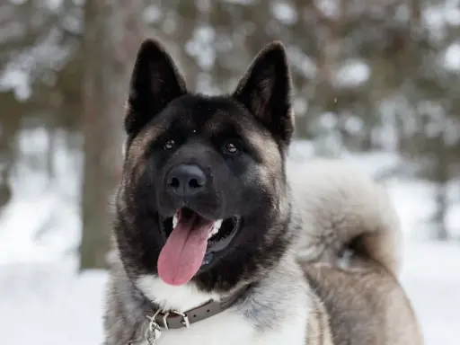 Akita amerykańska waga: potężny pies z ciemną maską i puszystym ogonem, wesoło dyszy na tle zimowego lasu.