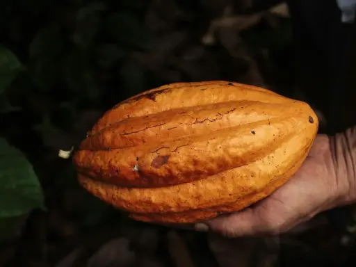 Eine Hand hält eine reife Kakaofrucht. Die Frucht ist orange-braun und hat eine gerippte Oberfläche. Die Rohkakao Wirkung ist faszinierend.