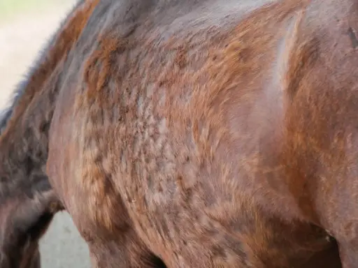 Das Fell eines braunen Pferdes mit Cushing-Symptomen, das struppig und ungleichmäßig aussieht. Dies kann ein Hinweis darauf sein, woran Cushing-Pferde sterben.