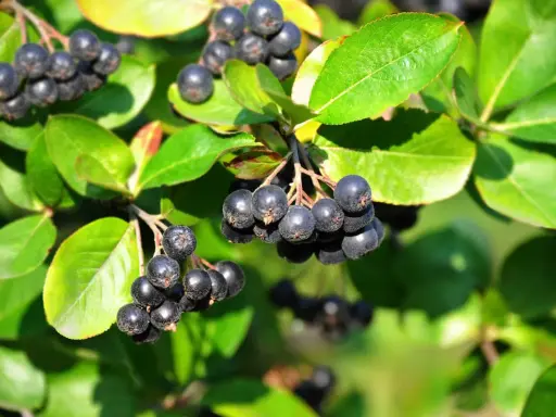 Reife Aroniabeeren hängen an einem Strauch. Bald ist Zeit zum Aronia schneiden, um den Ertrag im nächsten Jahr zu sichern.