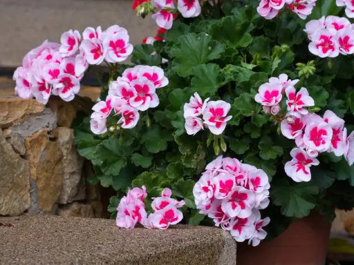 Pelargonie w doniczce, kwitnące na różowo i biało, rosnące w żyznej ziemi do pelargonii.