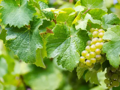 Grappoli d'uva bianca matura tra foglie verdi. Il loro **est est est significato** è la promessa di un buon vino.