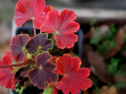 Närbild på gammaldags pelargoner med djupröda och mörklila blad. Vackra bladnerver syns tydligt.