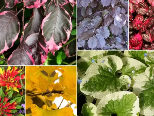 Piękne liście ozdobne do ogrodu wieloletnie: purpurowe, różowo-zielone, żółte i pstrokate.