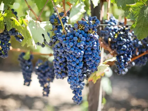 Reife, dunkelblaue Trauben hängen an einem Rebstock. Diese rotwein rebsorten sind bereit für die Ernte.