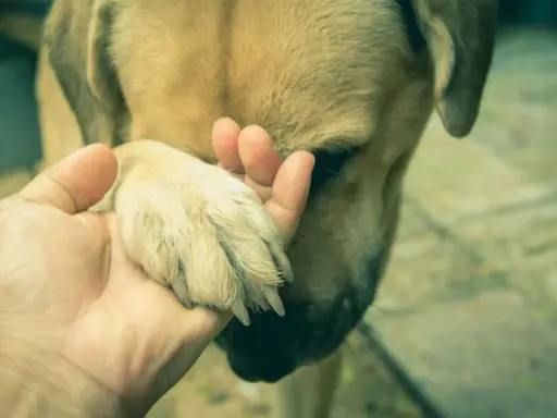 Une main tient la patte d'un chien. Mon chien ne pose plus sa patte avant par terre, il semble triste.