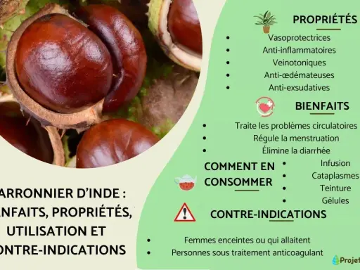 Gros plans sur des marrons d'Inde, évoquant les nombreux bienfaits du marronnier d'Inde pour la circulation et la santé.