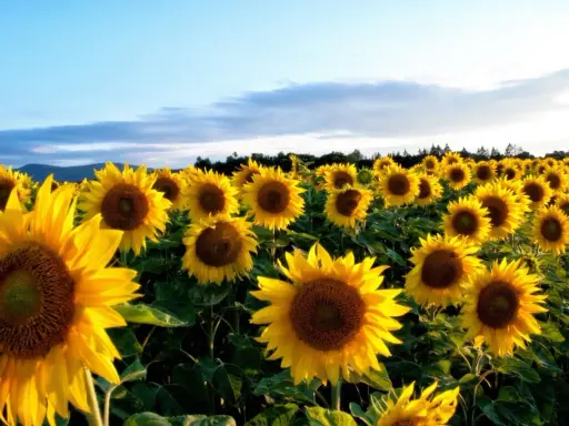 Champ de tournesols éclatants sous un ciel bleu. La date semis tournesol idéale pour une telle floraison.