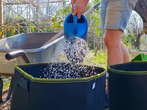 Arrosage d'un sac de culture pour faire pousser des pommes de terre dans une poubelle.