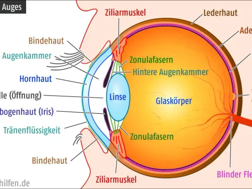 Schnitt durch das Auge: Hornhaut, Linse, Netzhaut, Sehnerv. Der adäquate Reiz wird hier auf der Netzhaut abgebildet.