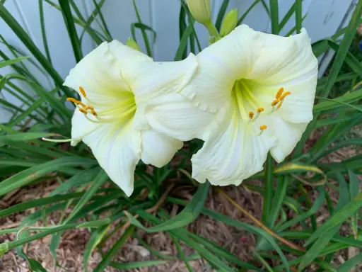 Deux hémérocalles blanches en pleine floraison, leurs étamines orangées contrastant avec le vert des feuilles.