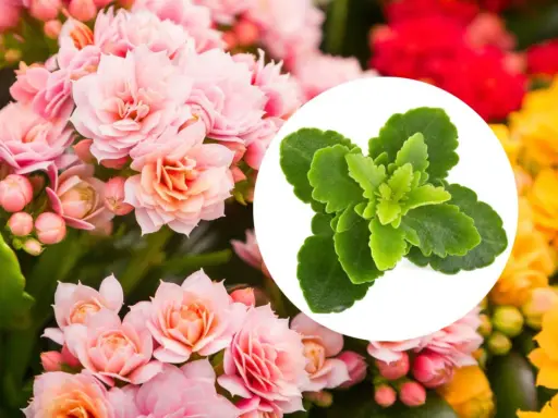 Kwiat kalanchoe w odcieniach różu, czerwieni i żółci. W okręgu zielone liście tej rośliny.