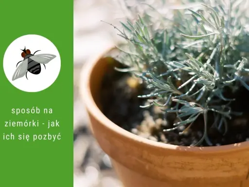 Grafika z ziemiórką i tekstem "sposób na ziemiórki - jak ich się pozbyć". W tle doniczka z rośliną.