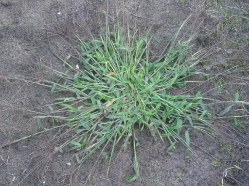 A clump of crabgrass spreads across bare soil. This resilient weed thrives in disturbed areas, explaining why crab grass grows so readily.