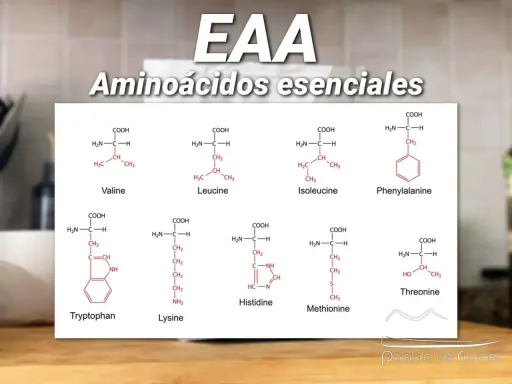 Fórmulas químicas de aminoácidos esenciales como Valina, Leucina, Fenilalanina, Triptófano, Lisina, Histidina, Metionina y Treonina. Aprende como tomar aminoacidos.
