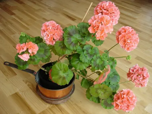 En vacker pelargon med rosa blommor i en kopparkastrull. Dags att klippa ner pelargoner på våren för ny tillväxt.