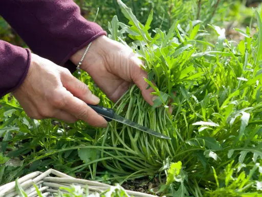 Hände ernten frischen Rucola mit einem Messer. Ein Korb liegt bereit.
