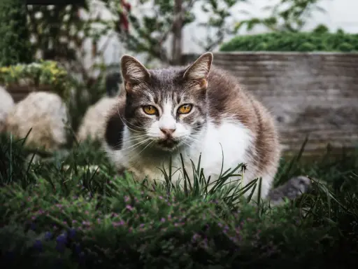 Un chat tigré et blanc aux yeux ambrés, assis dans l'herbe. Il semble observer, peut-être une idée de comment éloigner les chats du jardin.