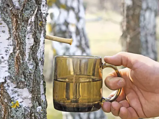 Frisch gezapftes Birkenwasser tropft in eine Tasse. Die natürliche Birkenwasser Wirkung ist bekannt für ihre erfrischenden und belebenden Eigenschaften.