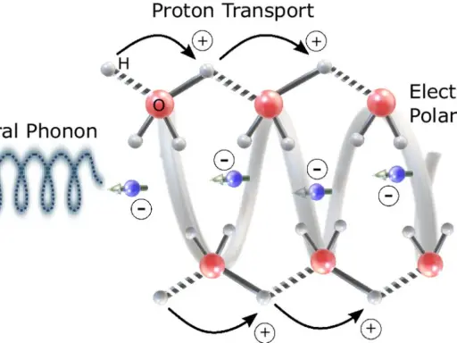 Chiraler Phonon löst Protonentransport und Elektronenpolarisation aus, was zu chemischer Energie führt.