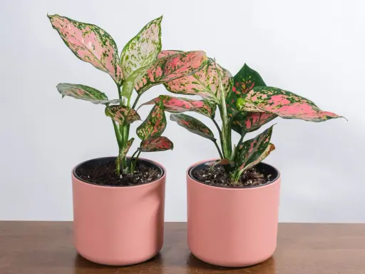 Dwa piękne kwiaty aglaonema w różowych doniczkach, z liśćmi w odcieniach zieleni i różu, stoją na drewnianym blacie.