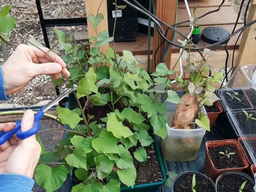 Des mains coupent une tige d'un plant de patate douce luxuriant. Une patate douce est en train de germer dans un pot à côté.