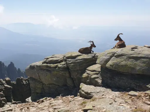 Dos cabras montesas descansan en las rocas, contemplando el vasto paisaje de las rutas sierra de Gredos.