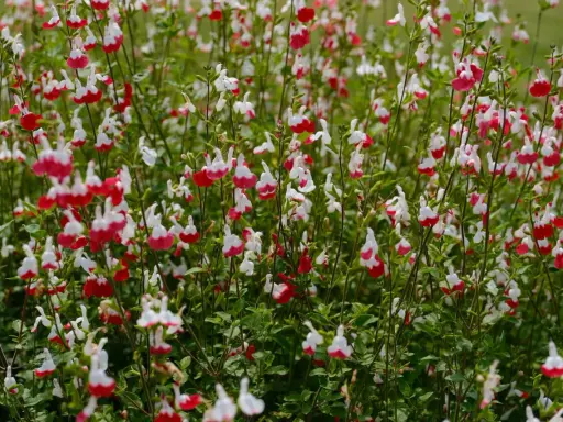 Un parterre de sauge arbustive aux fleurs bicolores rouge et blanc, évoquant une douce brise d'été.