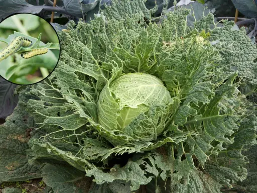 Chou dévoré par des chenilles, illustrant la maladie des choux. Gros plan sur les feuilles trouées et les insectes.