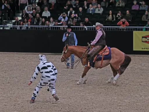 Eine Reiterin im Westernstil reitet ein Pferd, während eine Person im Kuhkostüm im Vordergrund steht.