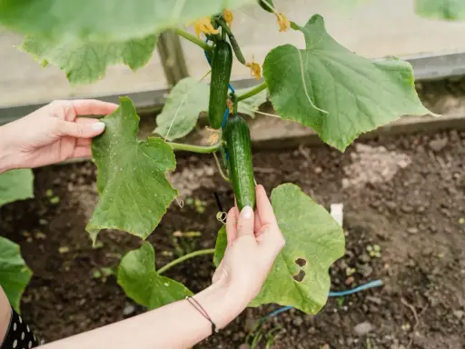 Mains d'une personne examinant un plant de concombre dans une serre, avec deux concombres verts mûrs et des fleurs jaunes.