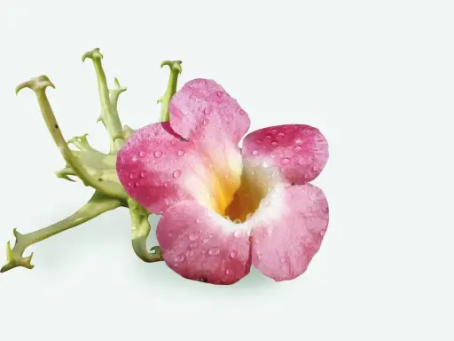 Fleur rose et verte, ornée de gouttes d'eau, évoquant une plante anti-inflammatoire pour les articulations.