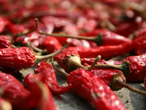 Viele rote Chilis liegen zum **chili trocknen** ausgebreitet. Ihre runzlige Oberfläche und die grünen Stiele sind gut erkennbar.