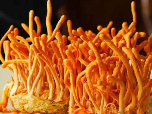 Pomarańczowe, podłużne grzyby cordyceps, znane ze swoich właściwości prozdrowotnych, wyrastają z jasnego podłoża.