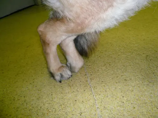 Pattes d'un chien atteint de myélopathie dégénérative, montrant une faiblesse et une démarche anormale.