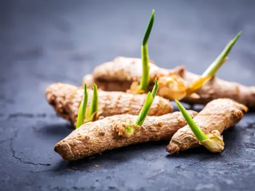 Des rhizomes de curcuma plante intérieur ou extérieur, avec de jeunes pousses vertes émergeant.