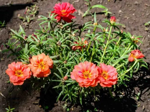 Des pourpiers aux fleurs éclatantes, orange et rouges, poussent dans la terre. L'entretien de ces plantes est simple, elles aiment le soleil.
