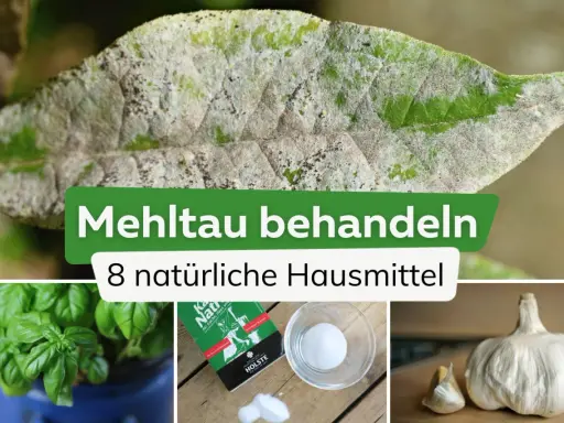 Ein Blatt mit Mehltau, daneben Basilikum, Salz und Knoblauch. Essig gegen Mehltau ist ein Hausmittel.