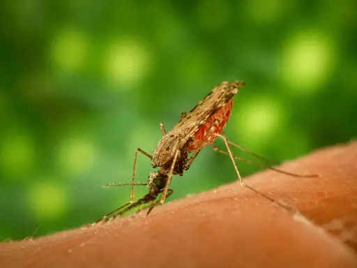 Mygg som suger blod, en påminnelse om behovet av malaria vaccin.